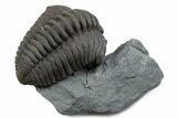 Long Curled Flexicalymene Trilobite - Mt Orab, Ohio #375291-1